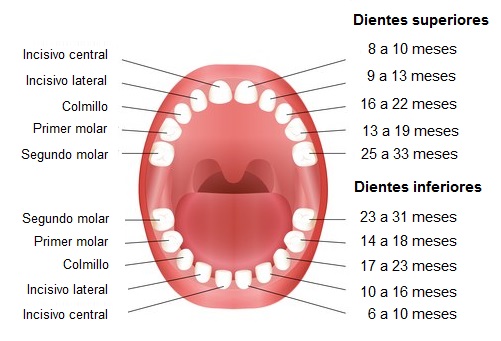 cronologia de la erupcion dental